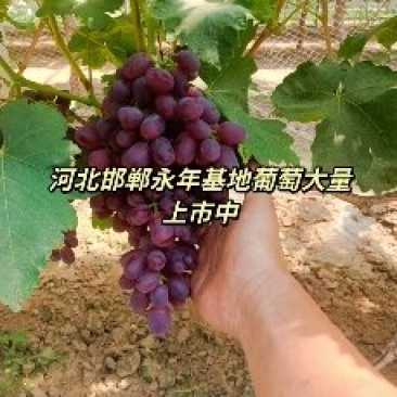 大量葡萄上市