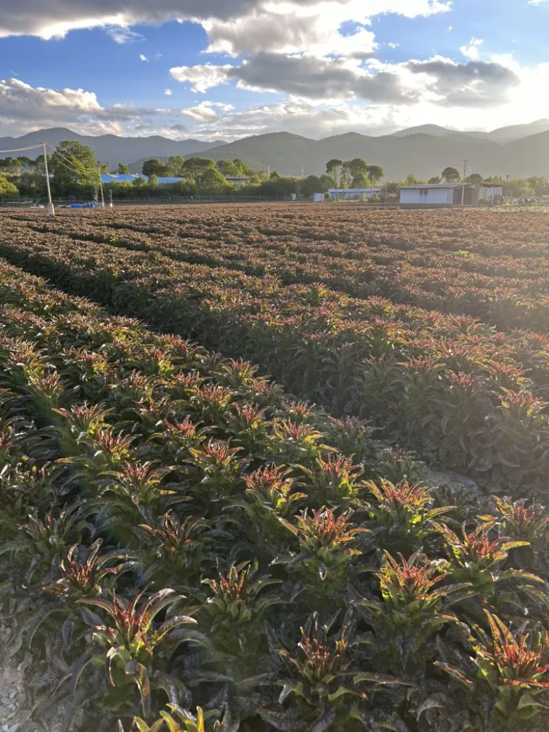 云南莴笋香格里拉紫叶香莴笋质量保证全国发货欢迎来电订购