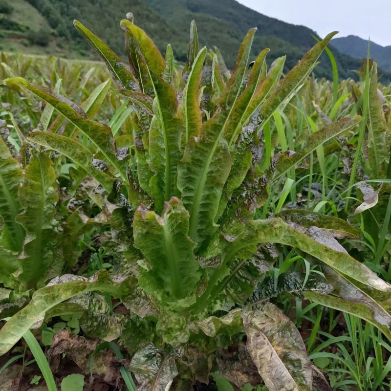 云南莴笋香格里拉紫叶香莴笋质量保证全国发货欢迎来电订购