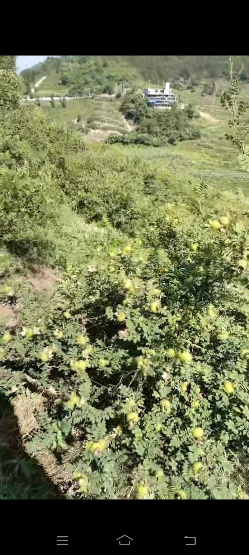 贵州鲜刺梨