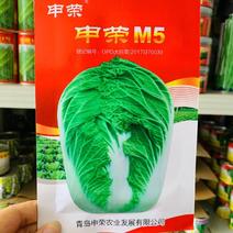 申荣M5大白菜种子球菜用中熟杂交种叠抱大白菜种籽秋播