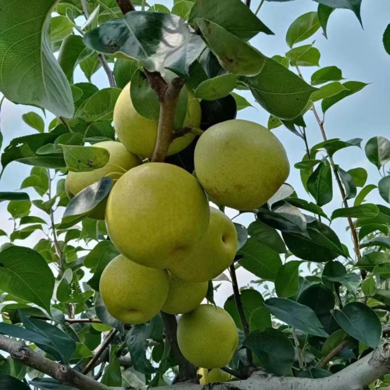 皇冠梨商丘梨。大量现货货源充足保质保量