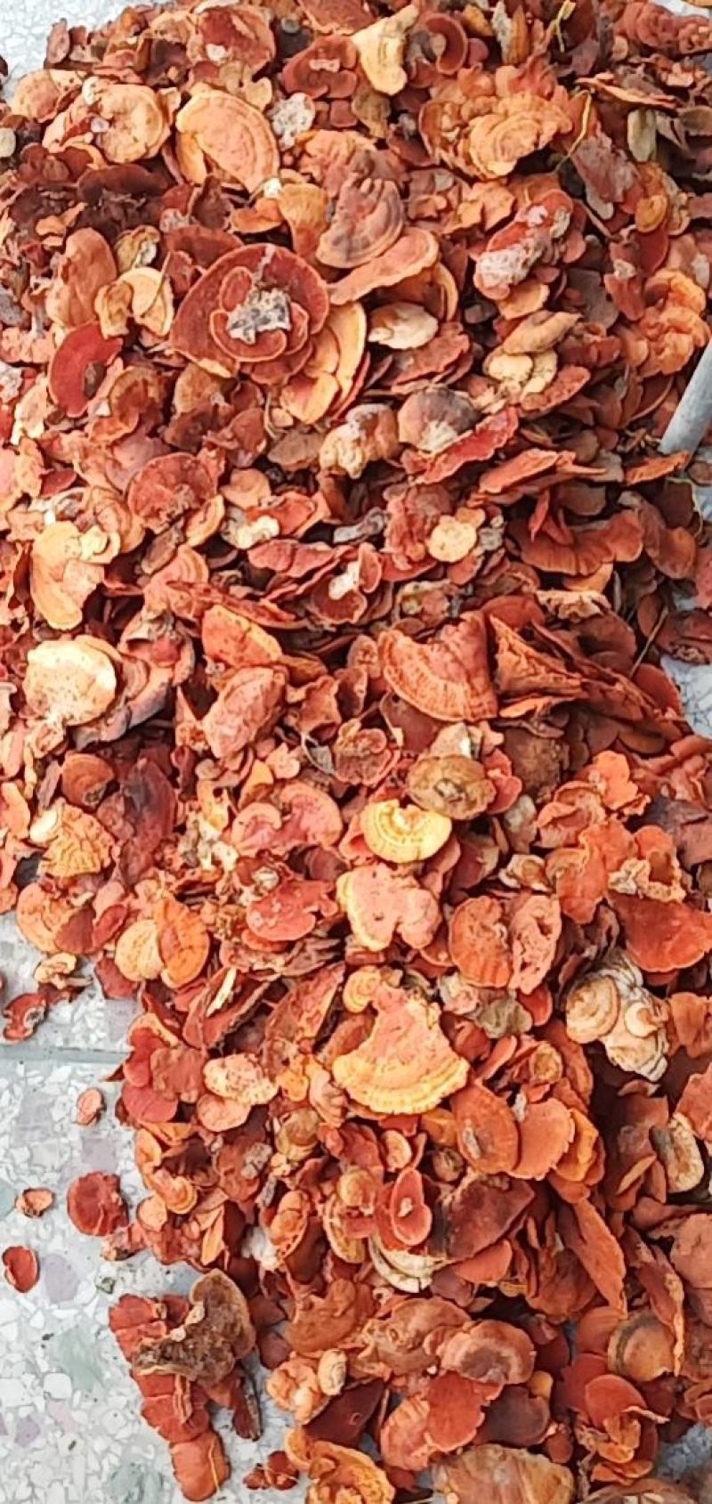 红栓菌