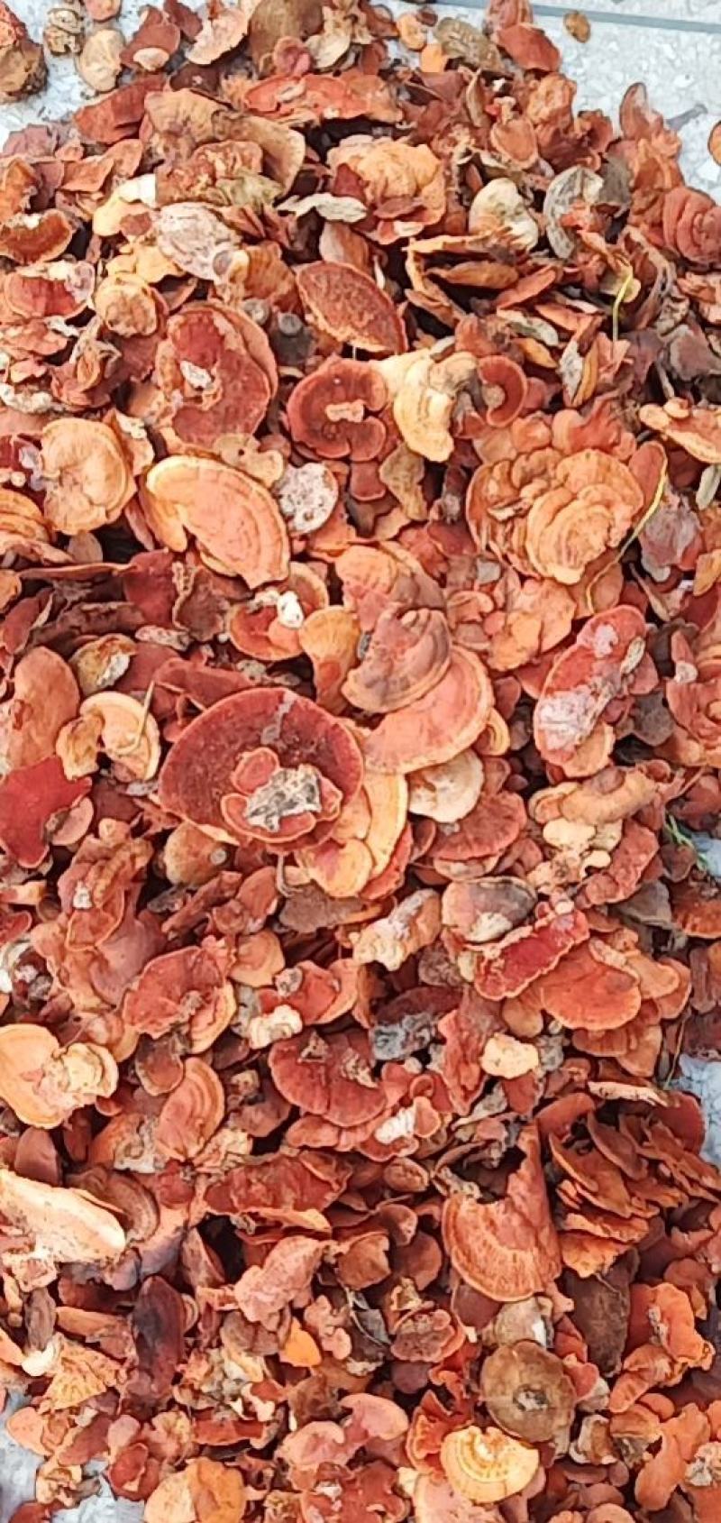 红栓菌