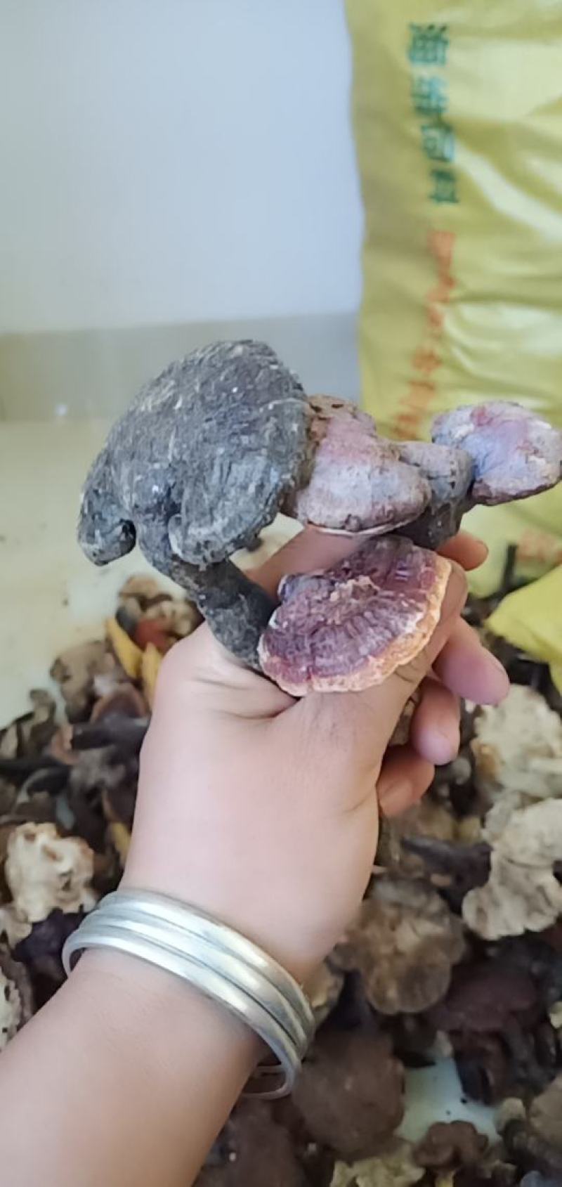 赤灵芝