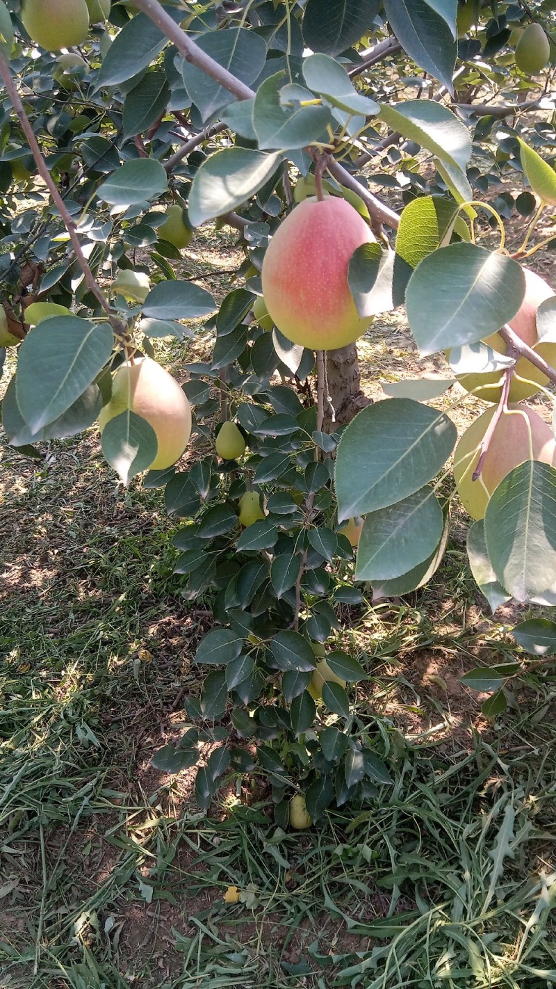 七月红梨红梨产地直发量大从优