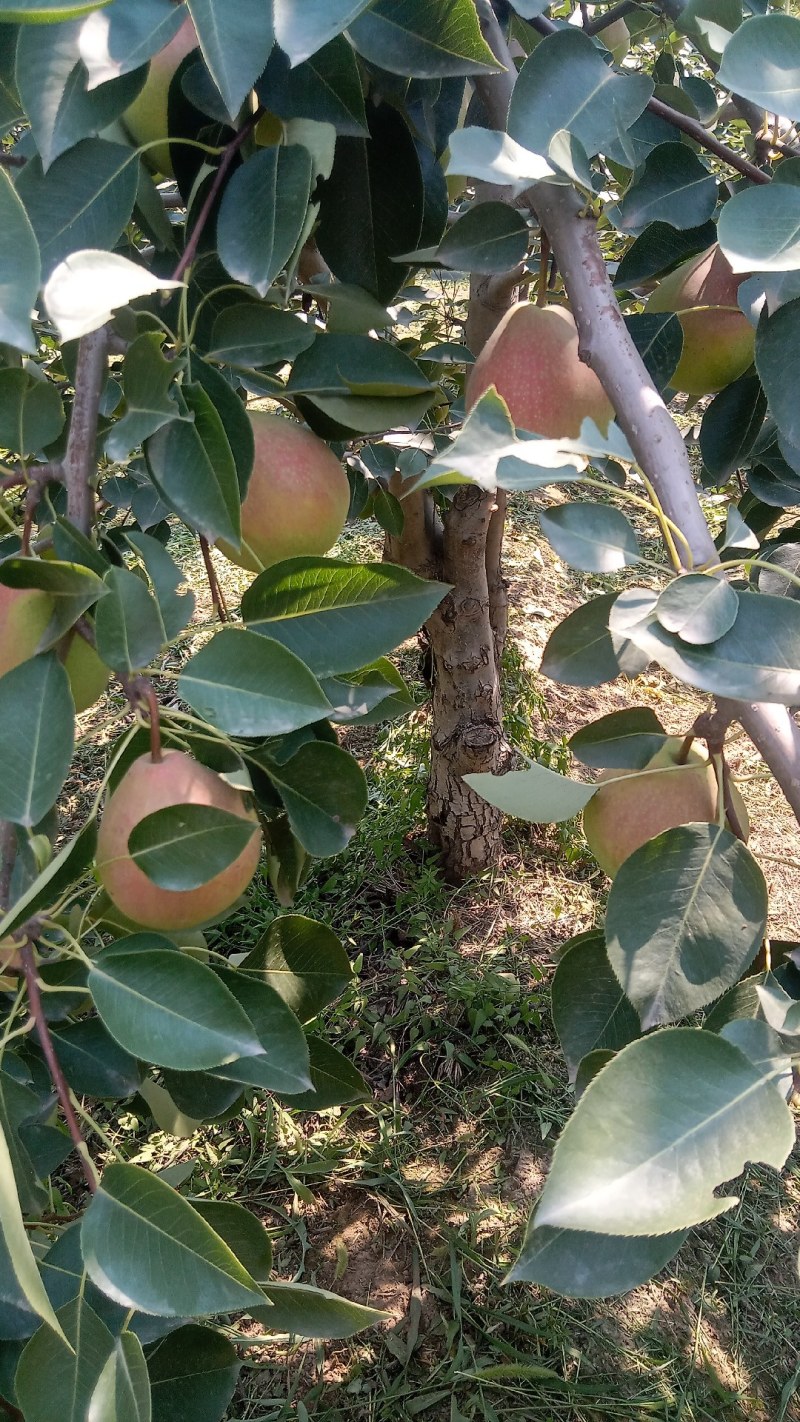 七月红梨红梨产地直发量大从优