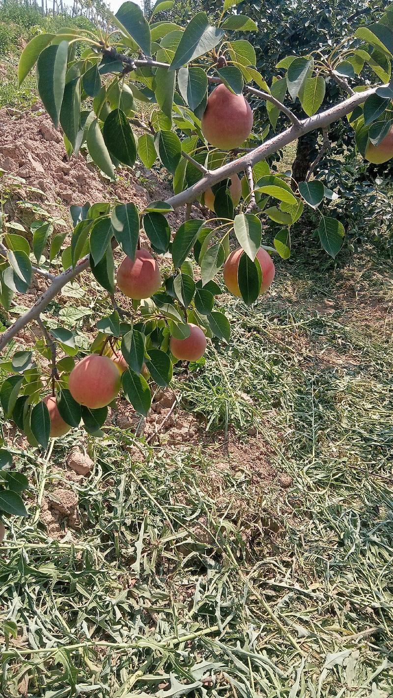 七月红梨红梨产地直发量大从优