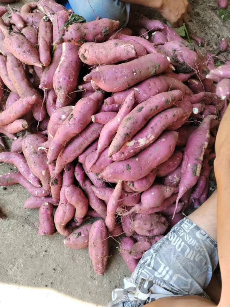 商薯19三两起步无虫眼无裂囗条形好！颜色鲜百亩红基地