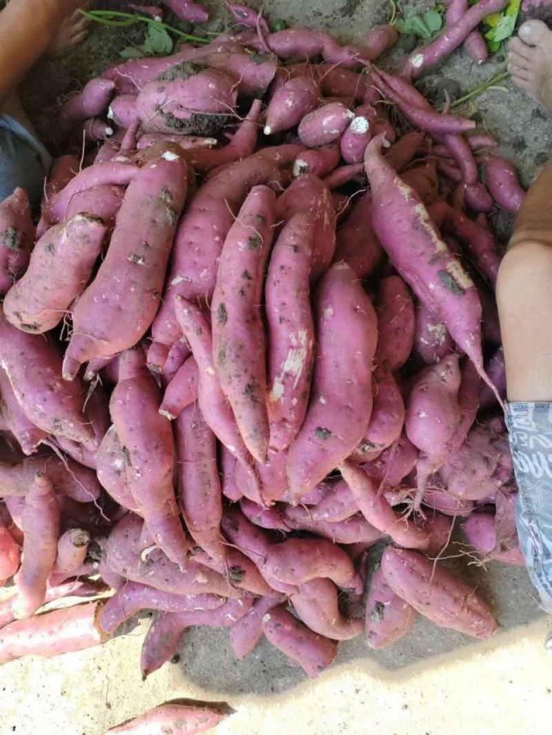 商薯19三两起步无虫眼无裂囗条形好！颜色鲜百亩红基地