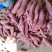 商薯19三两起步无虫眼无裂囗条形好！颜色鲜百亩红基地