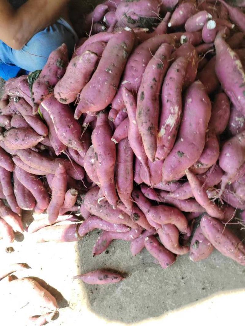 商薯19三两起步无虫眼无裂囗条形好！颜色鲜百亩红基地