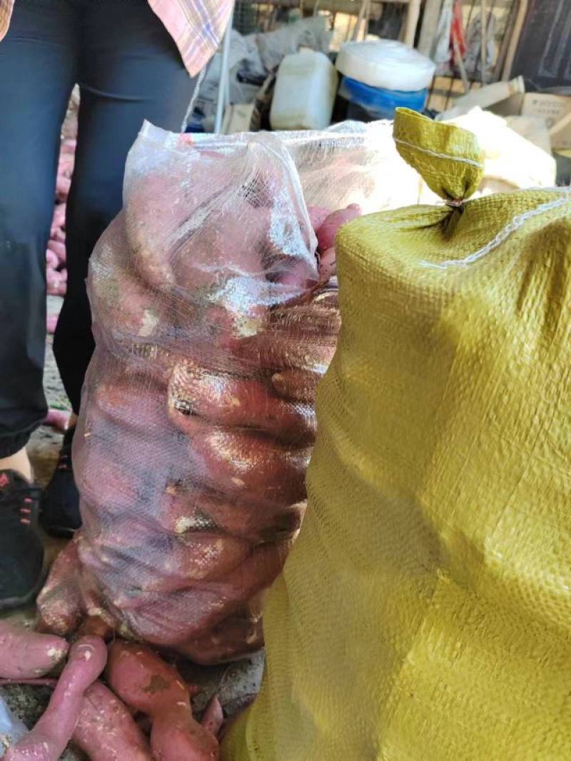 商薯19三两起步无虫眼无裂囗条形好！颜色鲜百亩红基地