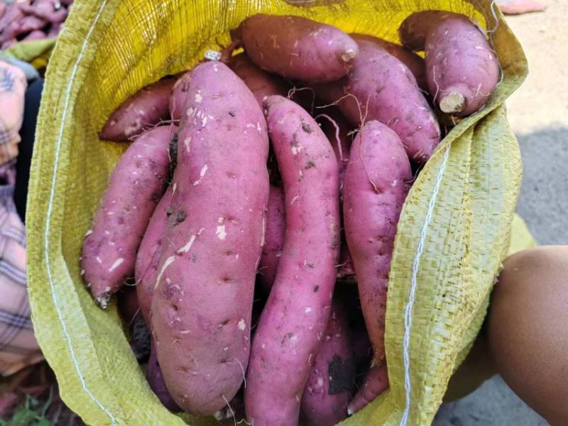 商薯19三两起步无虫眼无裂囗条形好！颜色鲜百亩红基地
