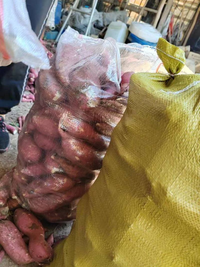 商薯19三两起步无虫眼无裂囗条形好！颜色鲜百亩红基地