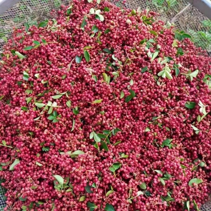 新鲜花椒现摘现发