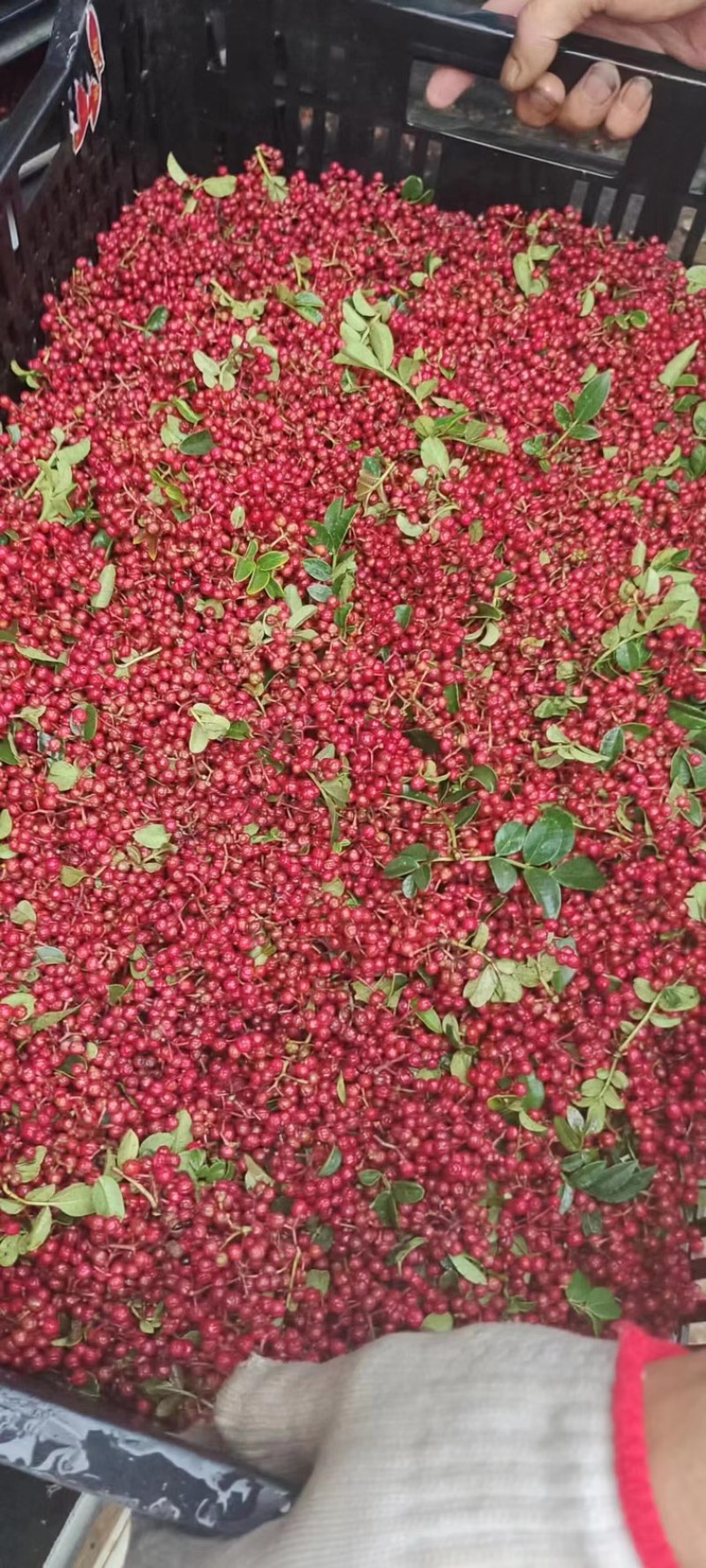新鲜花椒现摘现发