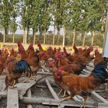 【热卖】皖南黄240天散养土公鸡均重3.7斤，质量保