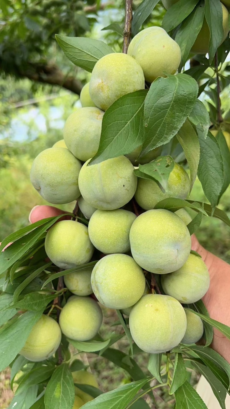 蜂糖李空心李脱壳李脆李子保质保量