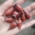 金樱子干货