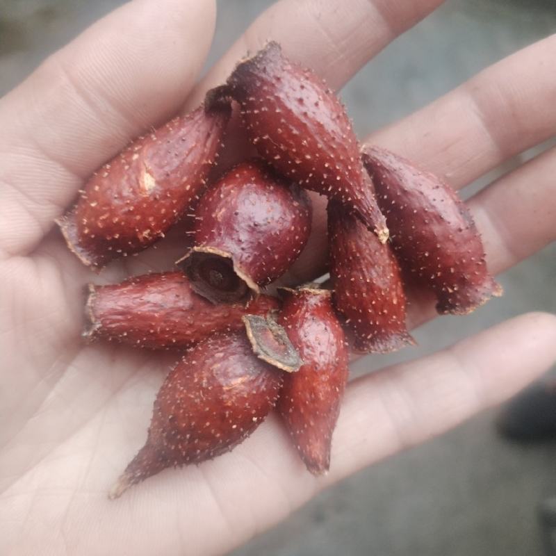 金樱子干货