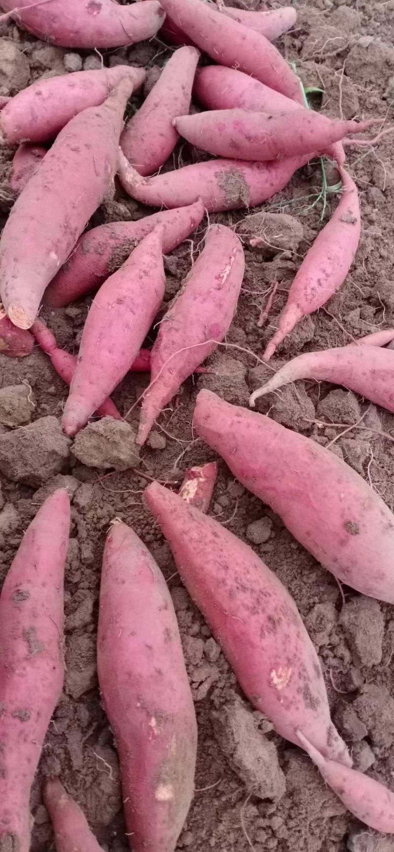 西瓜红三两起步无虫眼无裂囗颜色鲜条形好！