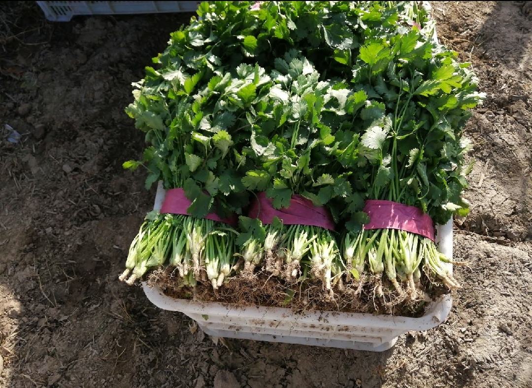 新鲜大叶香菜在市场摊位上展示