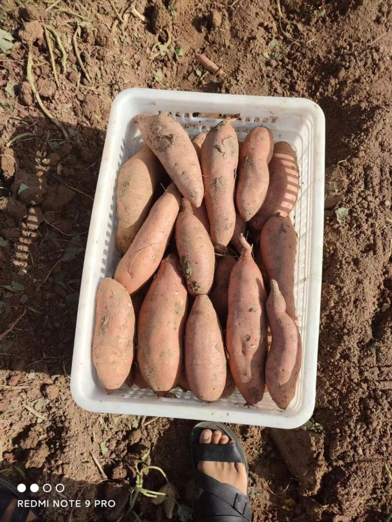 上万亩红薯基地，龙薯9号地瓜口感甜糯香，产地一手货源