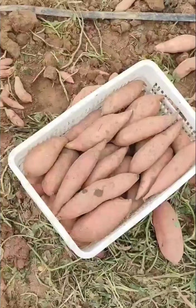 上万亩红薯基地，龙薯9号地瓜口感甜糯香，产地一手货源