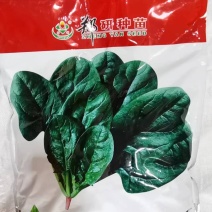 黑钻505菠菜种子杂交菠菜种子黑圆叶叶片厚大当家