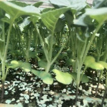 西兰花苗