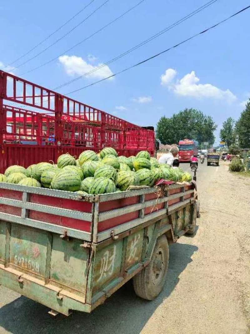 麒麟西瓜麒麟美都湖北西瓜一手货源量大优惠欢迎咨询