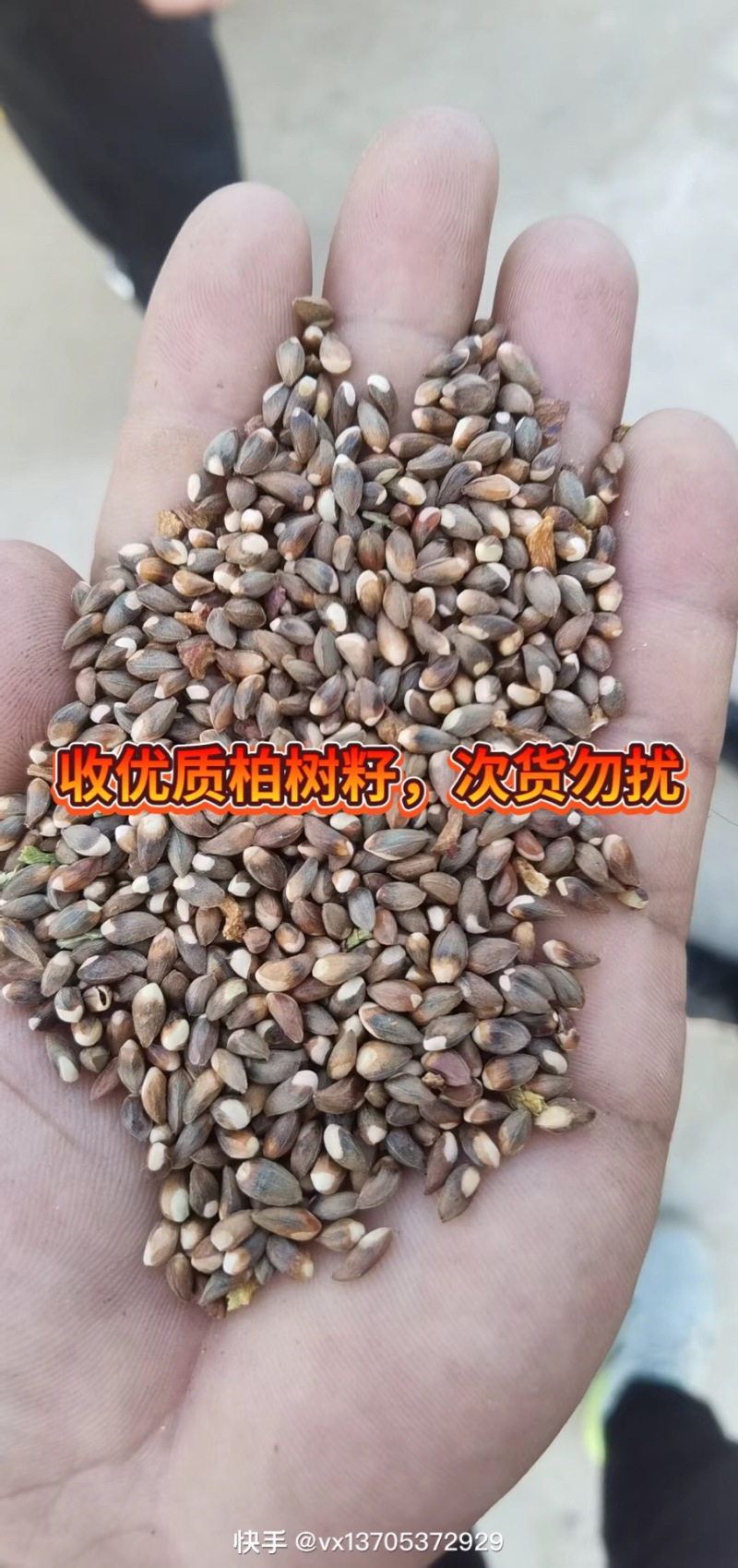 柏树籽山东泰安直销质量保证一手货源量大从优