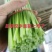河北省昌黎县精品汉中韭苔大量上市全国发货