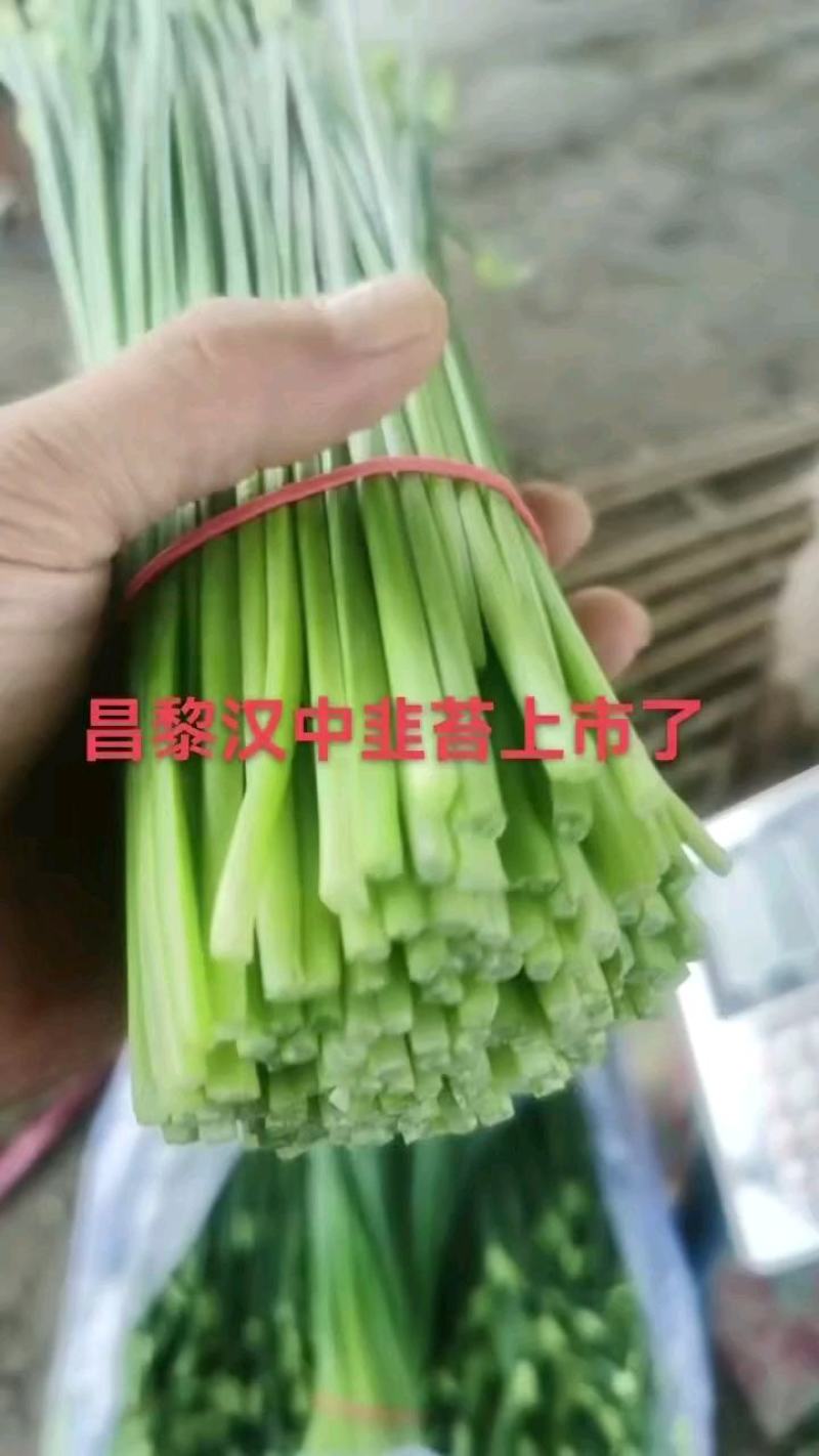 河北省昌黎县精品汉中韭苔大量上市全国发货
