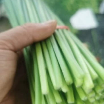 河北省昌黎县精品汉中韭苔大量上市全国发货