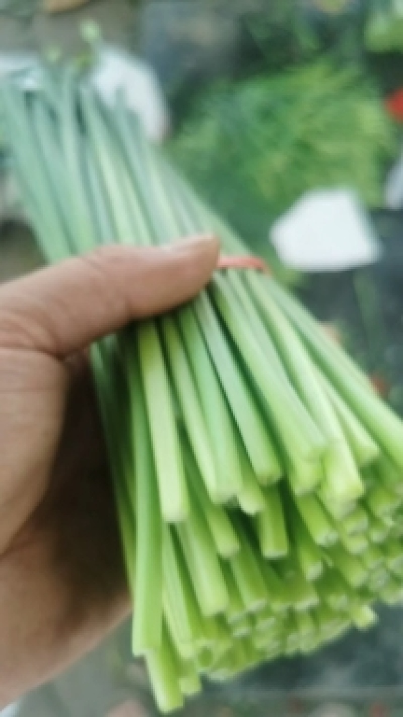 河北省昌黎县精品汉中韭苔大量上市全国发货