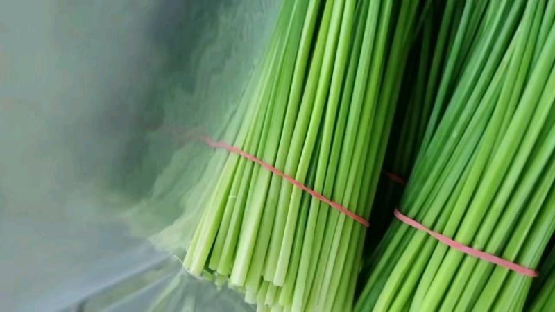 河北省昌黎县精品汉中韭苔大量上市全国发货