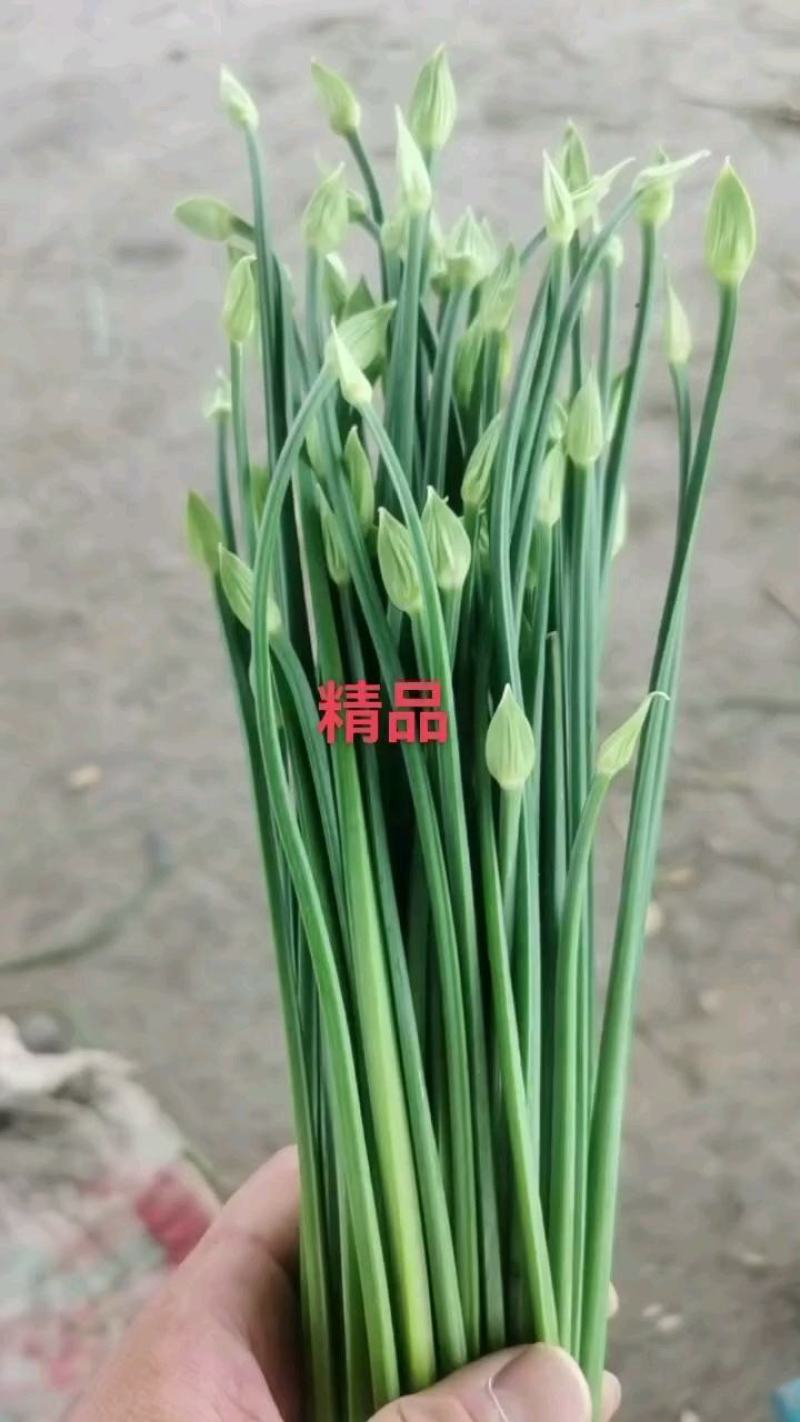 河北省昌黎县精品汉中韭苔大量上市全国发货