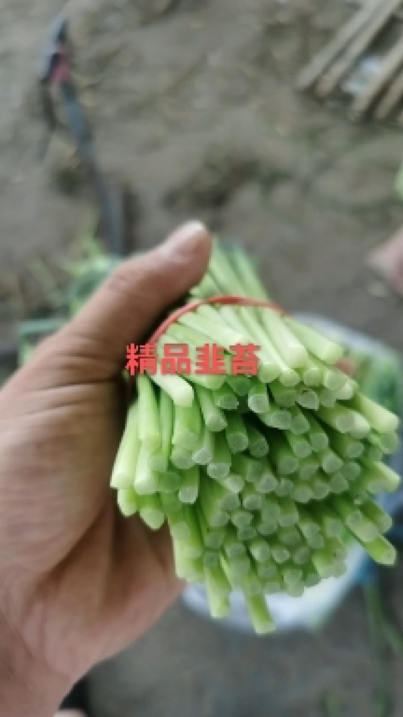 河北省昌黎县精品汉中韭苔大量上市全国发货