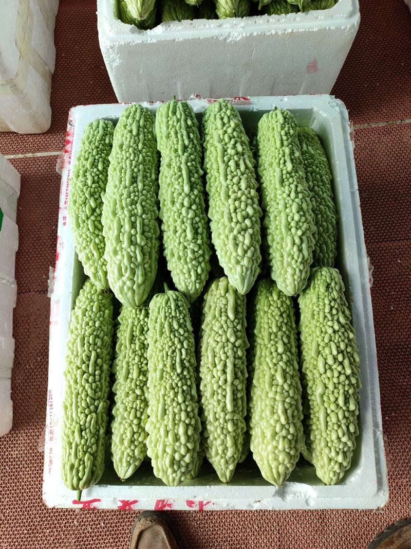 丝瓜白苦瓜