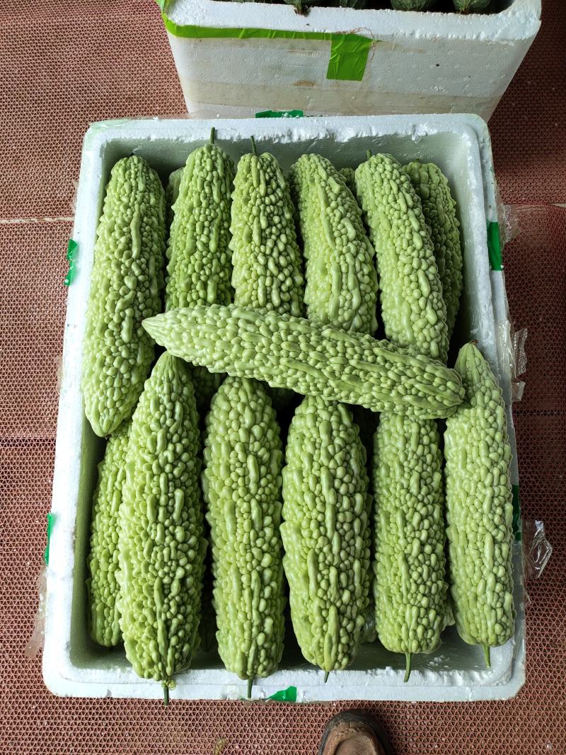 丝瓜白苦瓜