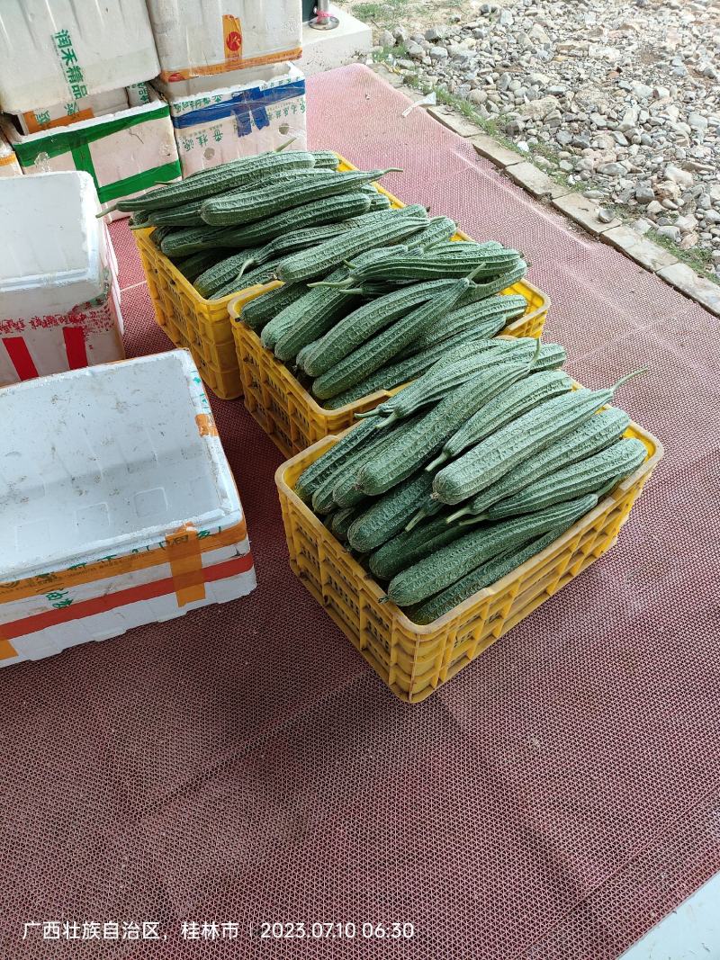 丝瓜白苦瓜