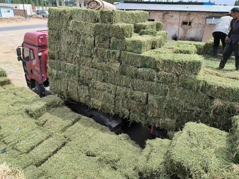 头茬小捆苜蓿草苜蓿草质量好水分低。蛋白18左右全绿苜蓿