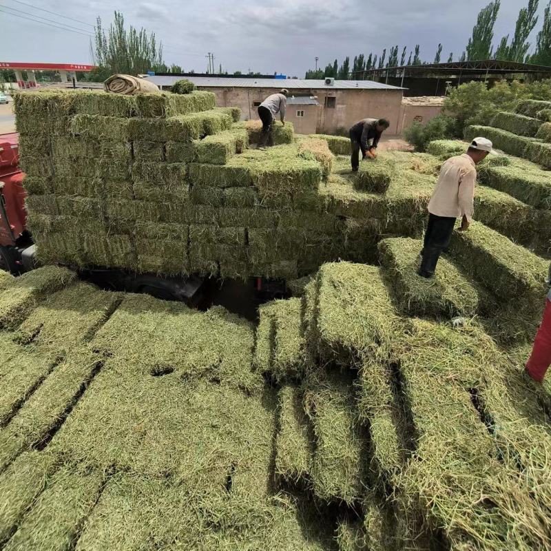 头茬小捆苜蓿草苜蓿草质量好水分低。蛋白18左右全绿苜蓿
