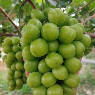 阳光玫瑰