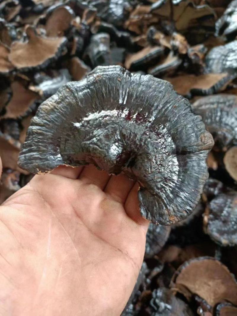 黑灵芝山东灵芝产地发货种植户自产自销货好价低黑灵芝