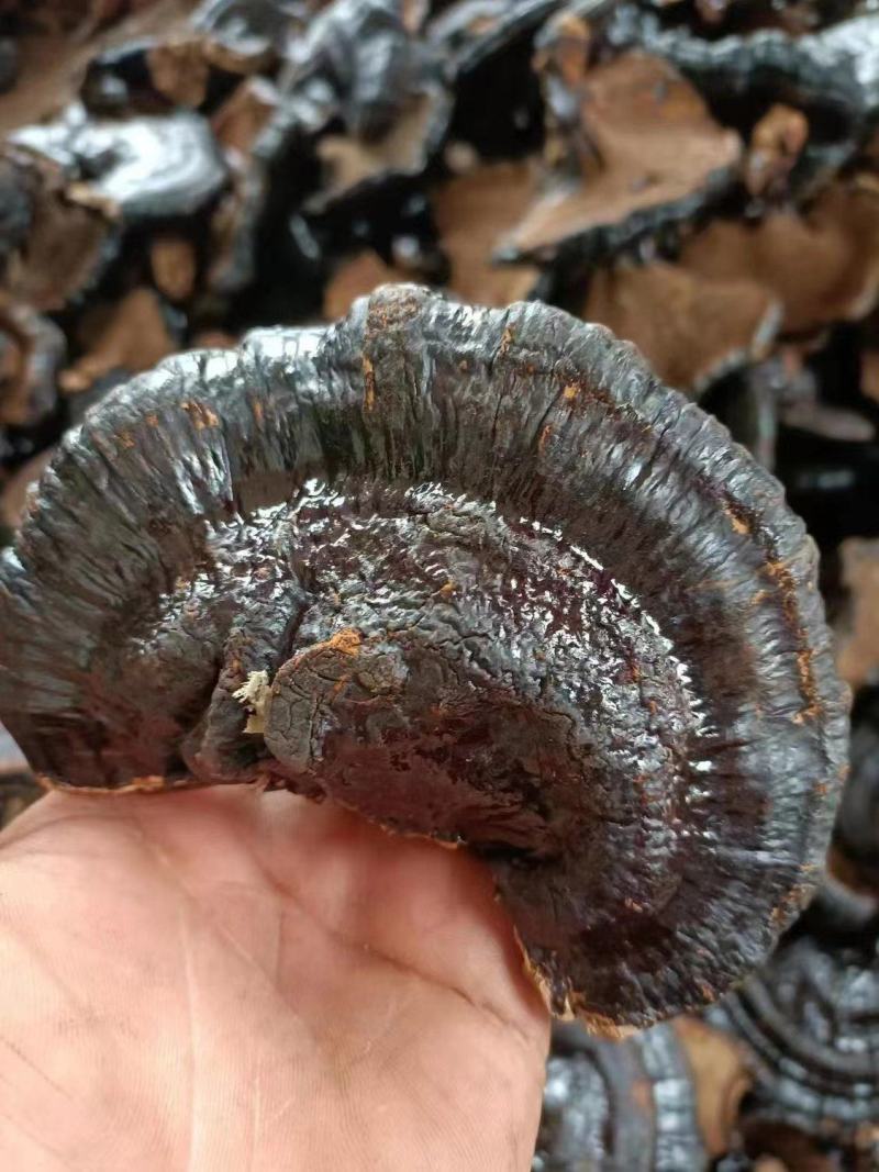 黑灵芝山东灵芝产地发货种植户自产自销货好价低黑灵芝