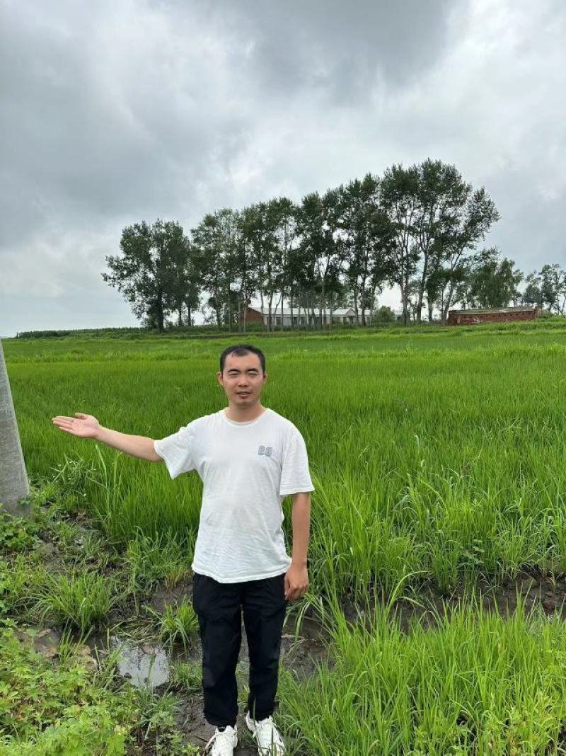 稻花香2号，五常大米，自产自销，保质保量，民乐基地直发。