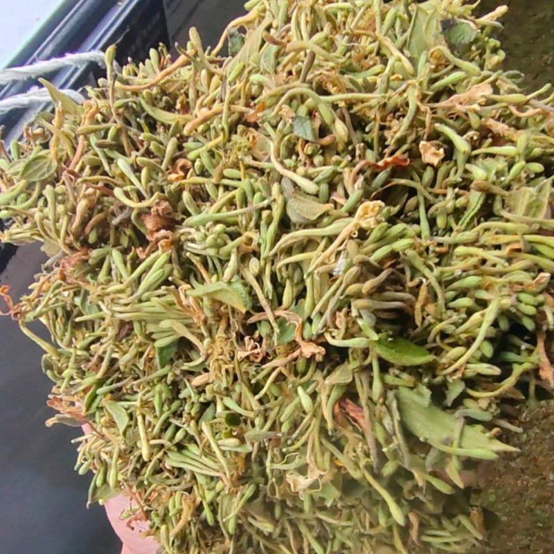 野生金银花贵州产地直发可常年供应无硫无杂质自然生晒